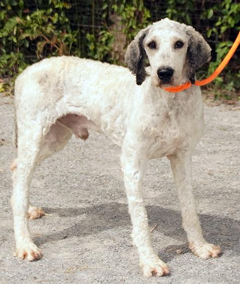 Jax, a Adoptable mixed breed in Maynardville, TN image 5/6