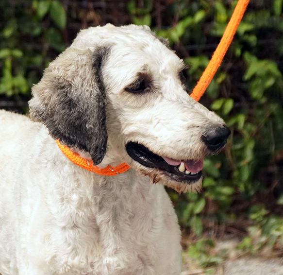 Jax, a Adoptable mixed breed in Maynardville, TN image 6/6