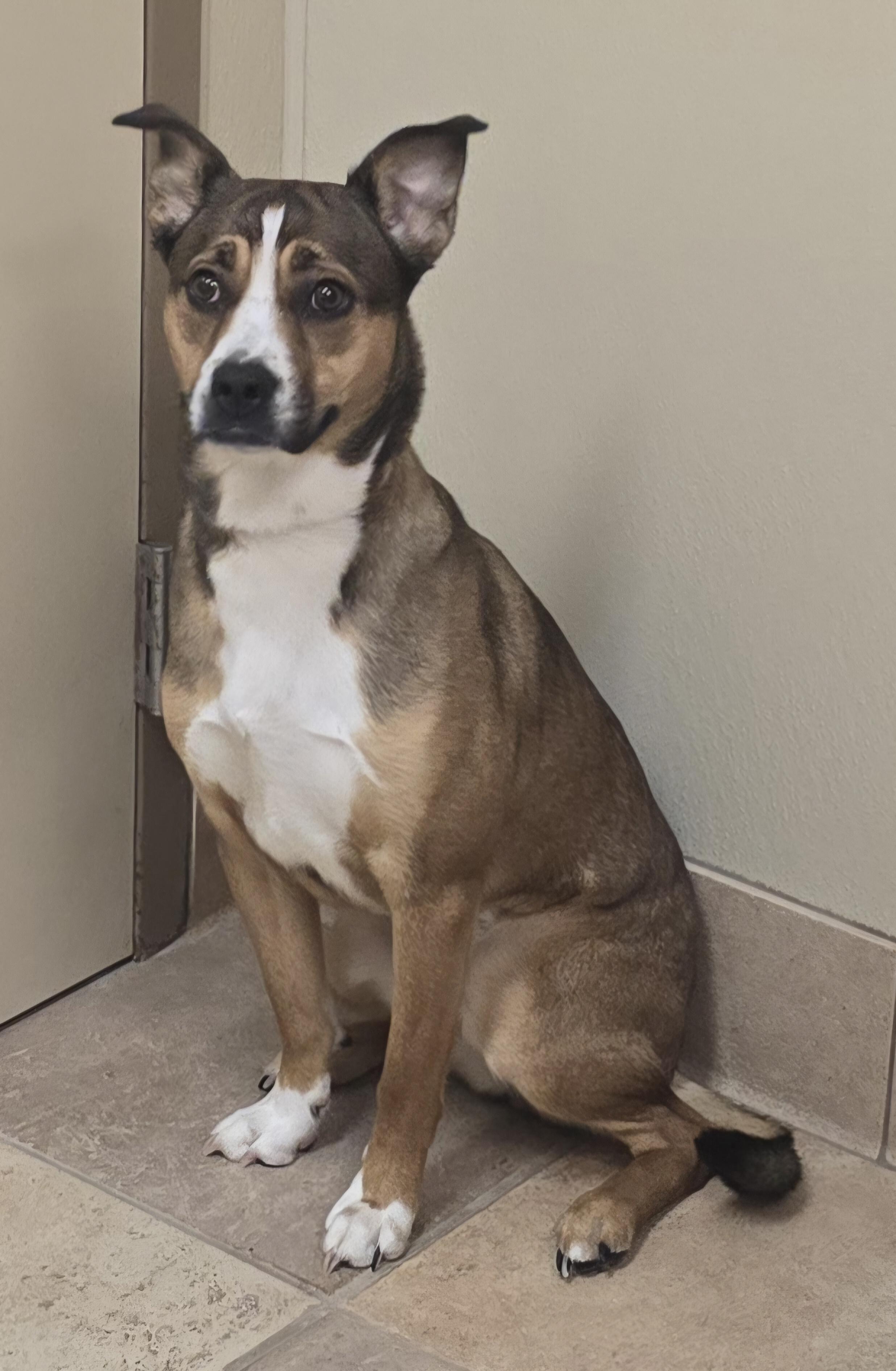 Enlarge Addie, an adoptable mixed breed in Brainerd, MN image 1/1