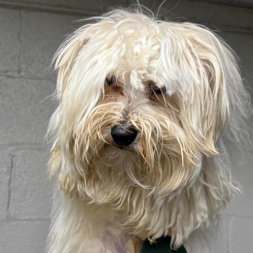 Enlarge Klaus, an adopted Maltipoo in Homewood, IL image 1/1
