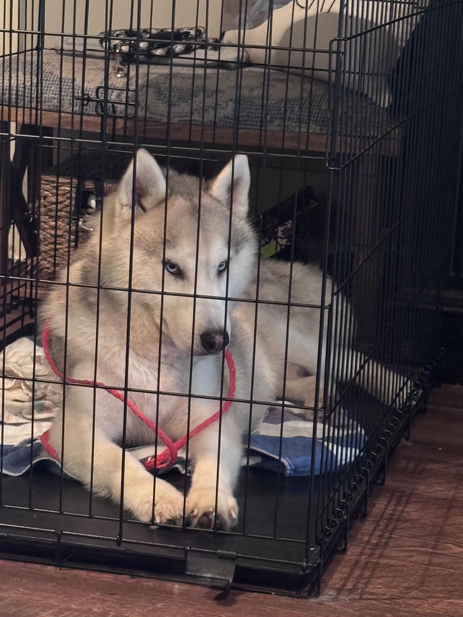 Hoosier, Adopted, Senior Male Siberian Husky.