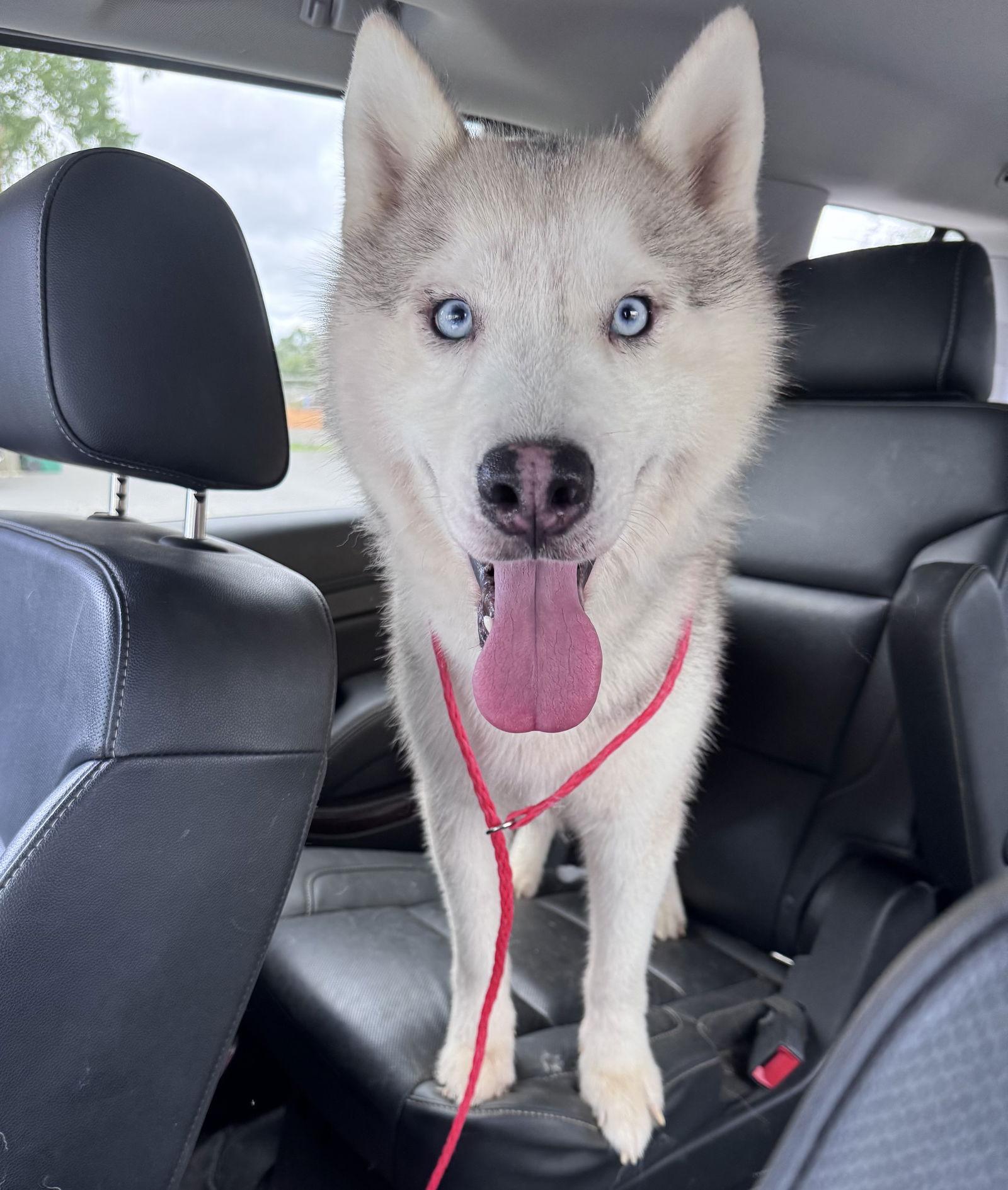 Hoosier, a Adopted Siberian Husky in Cumming, GA image 3/3