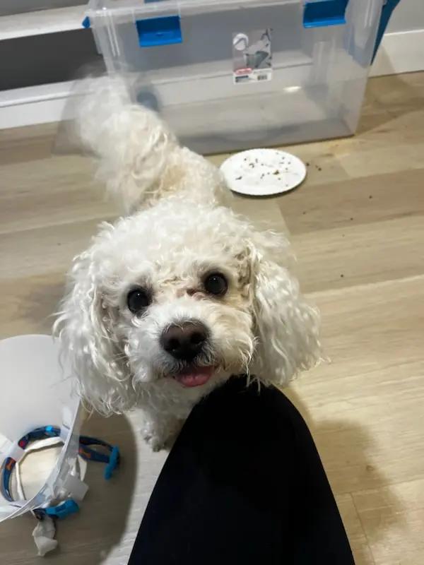 Biscuit (Lord Farquaad), ADOPTABLE, Adult Male Bichon Frise.