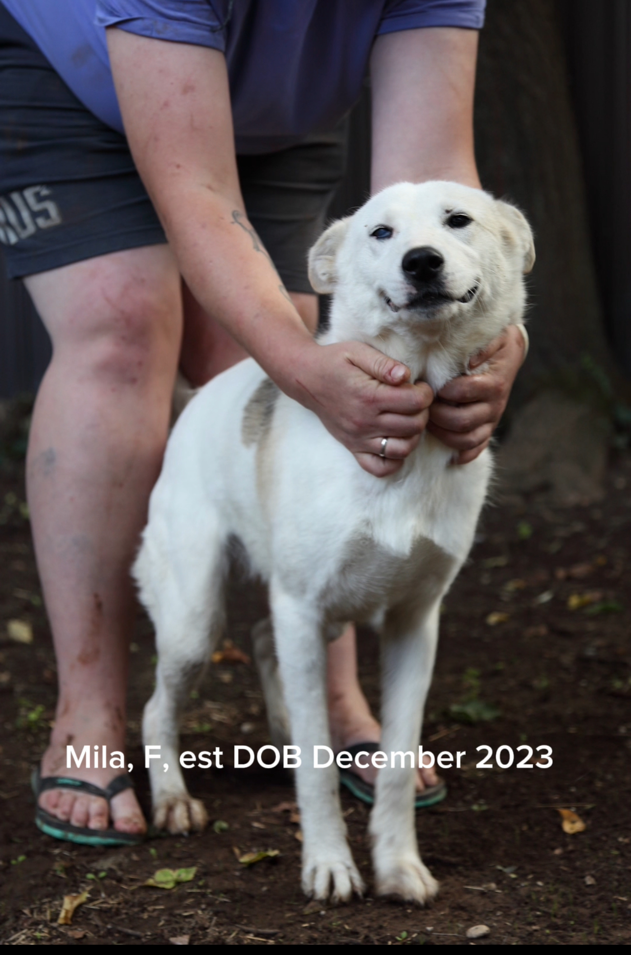 Mila