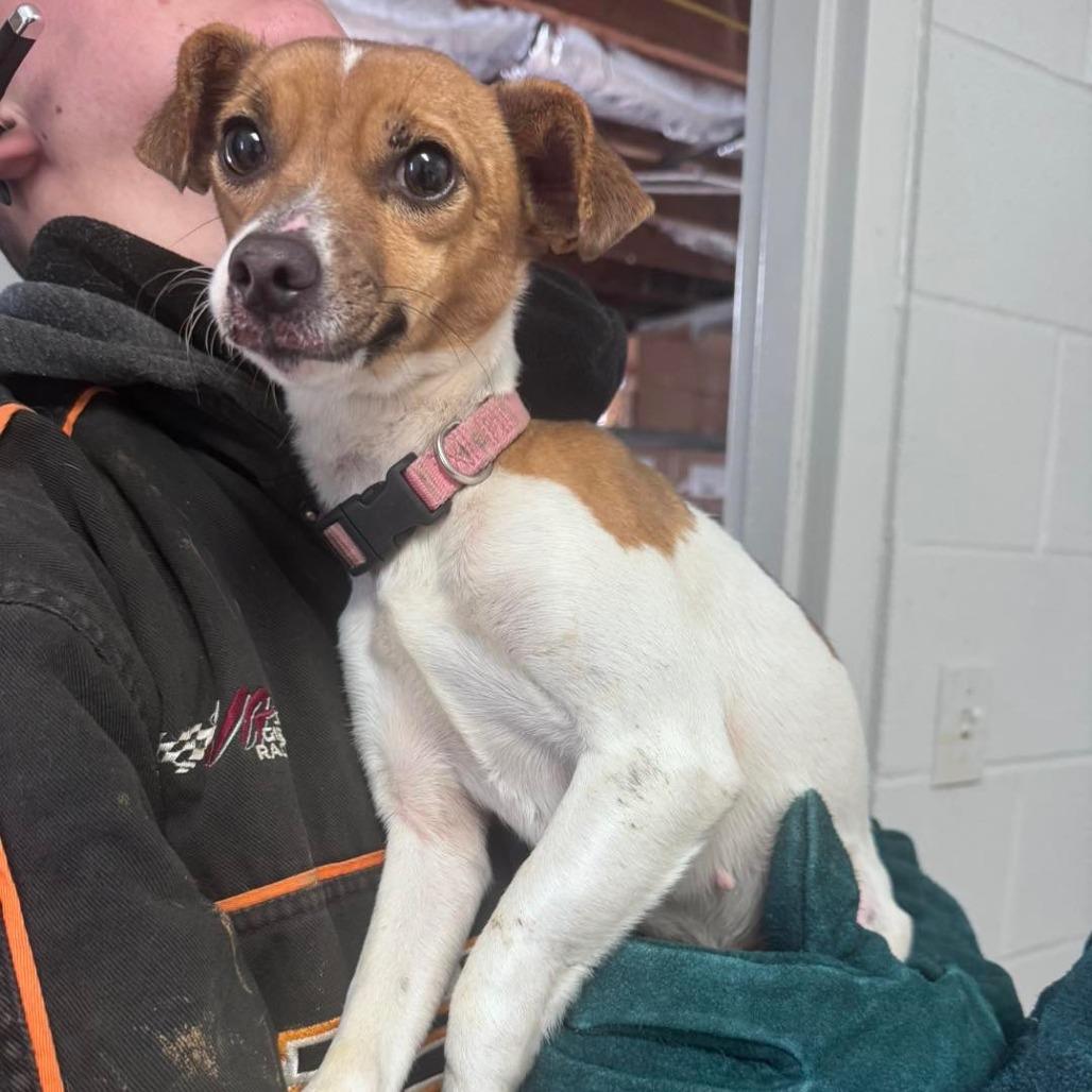 Enlarge Pixie, a Adoptable Mixed Breed in Prospect, KY image 1/1