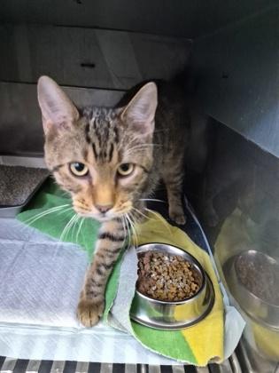 Solomon, Adoptable, Young Male Bengal & Domestic Short Hair.