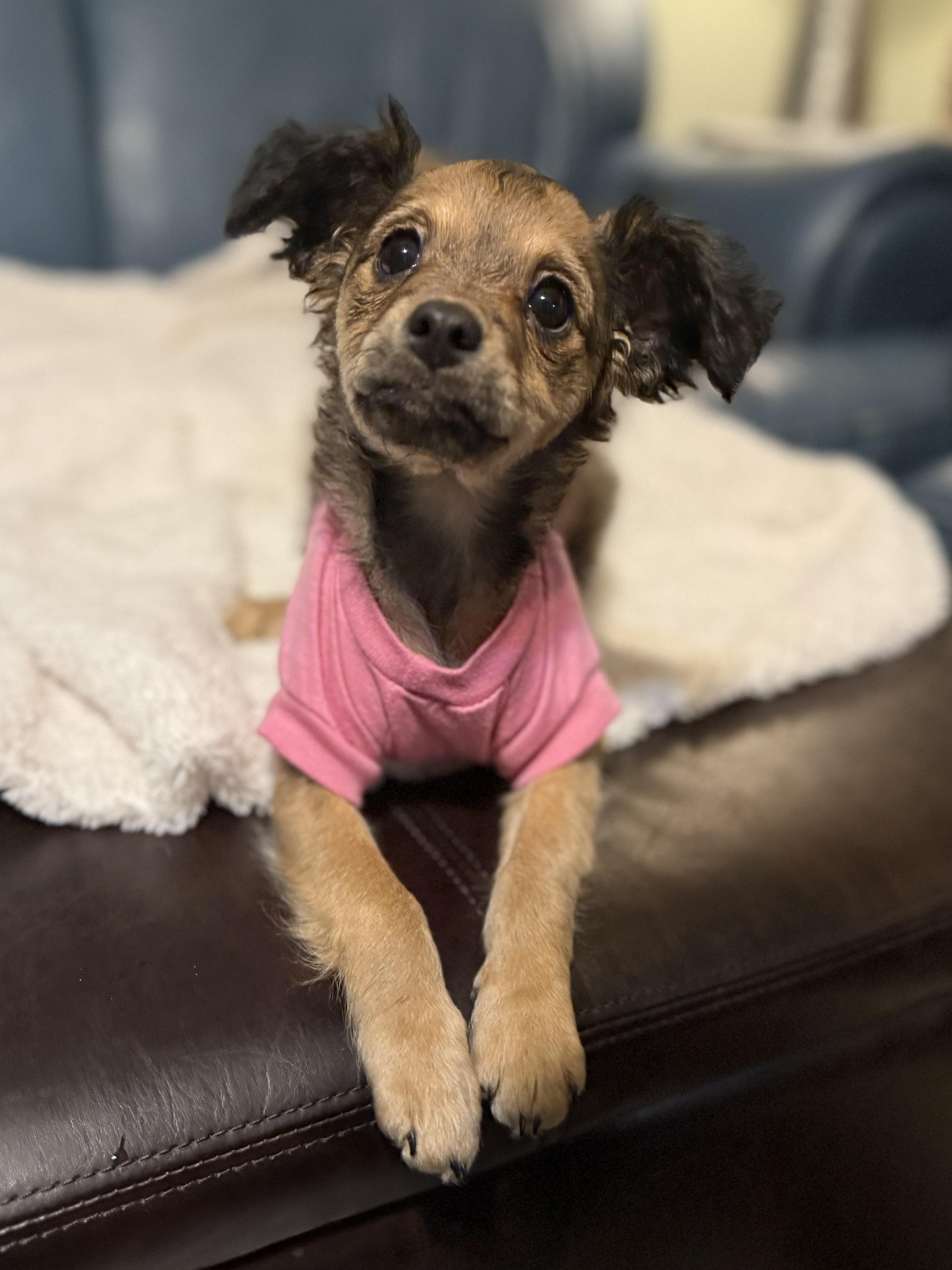 Paisley , ADOPTABLE, Puppy Female Miniature Poodle.