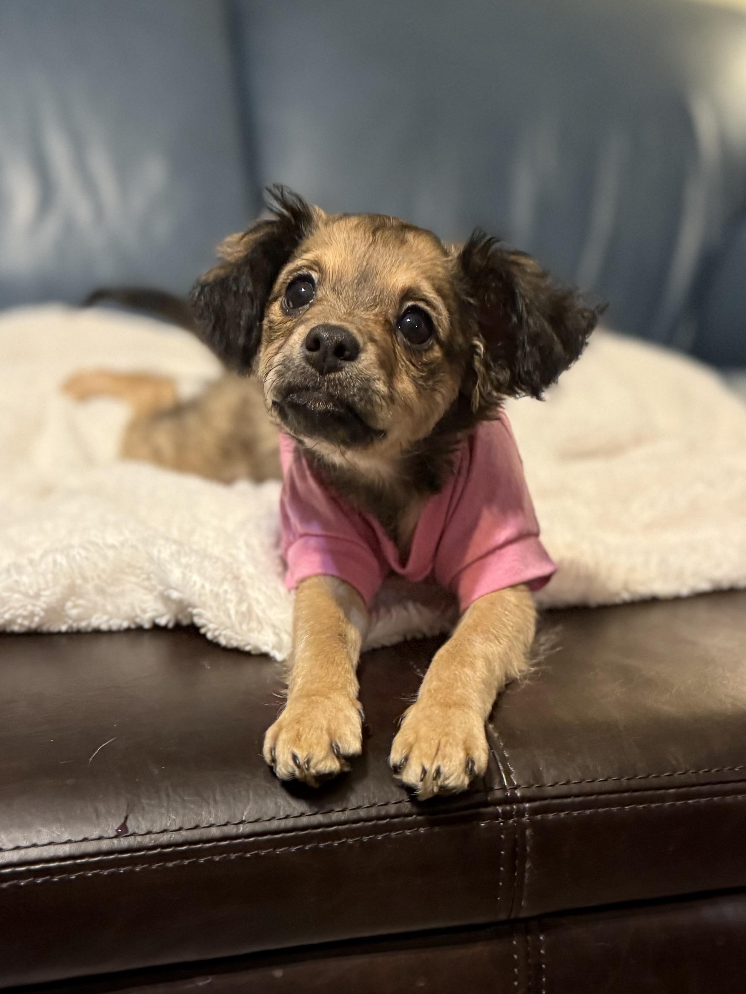 Enlarge Paisley , a ADOPTABLE mixed breed in Allentown, PA image 6/6