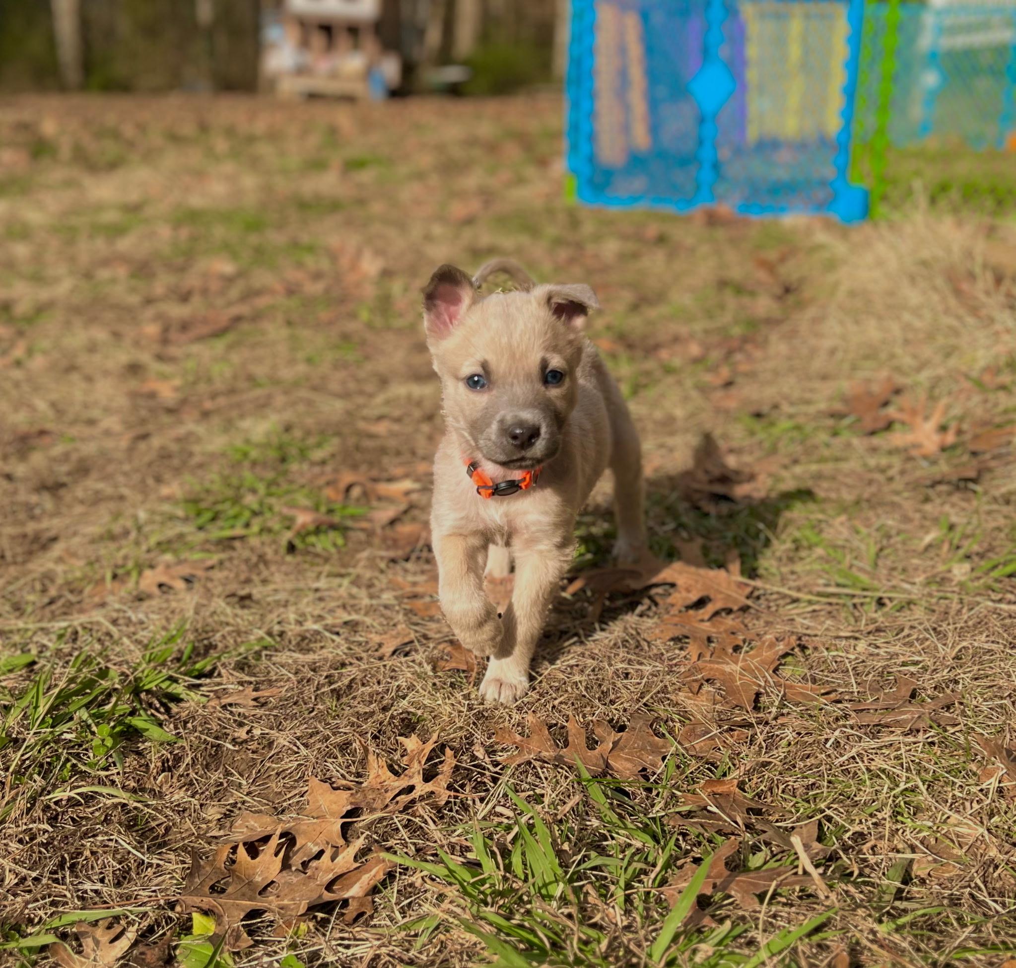 Rooster Hannigan, a Adoptable mixed breed in Spring hill, TN image 1/6