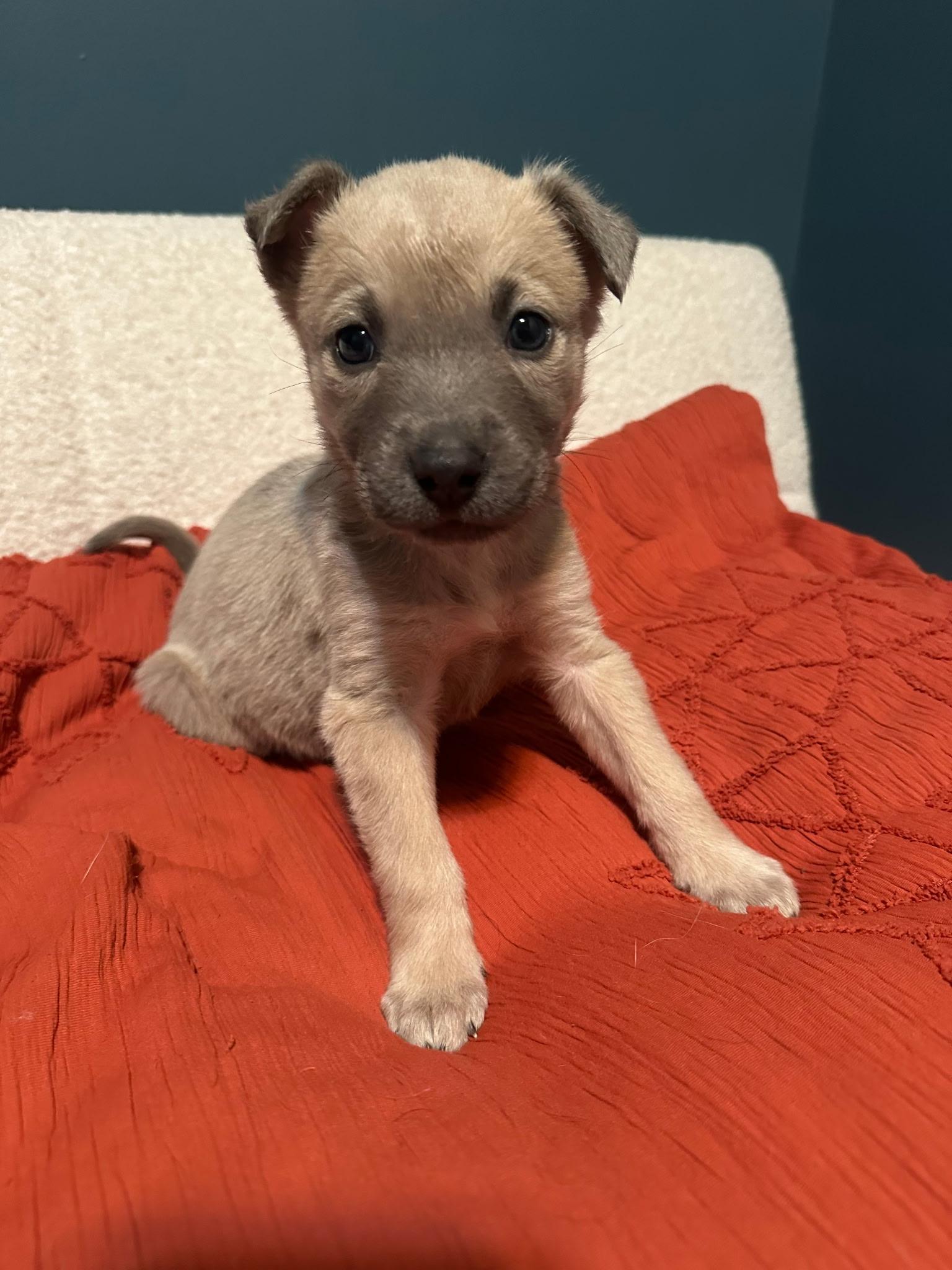 Rooster Hannigan, Adoptable, Puppy Male Mixed Breed.