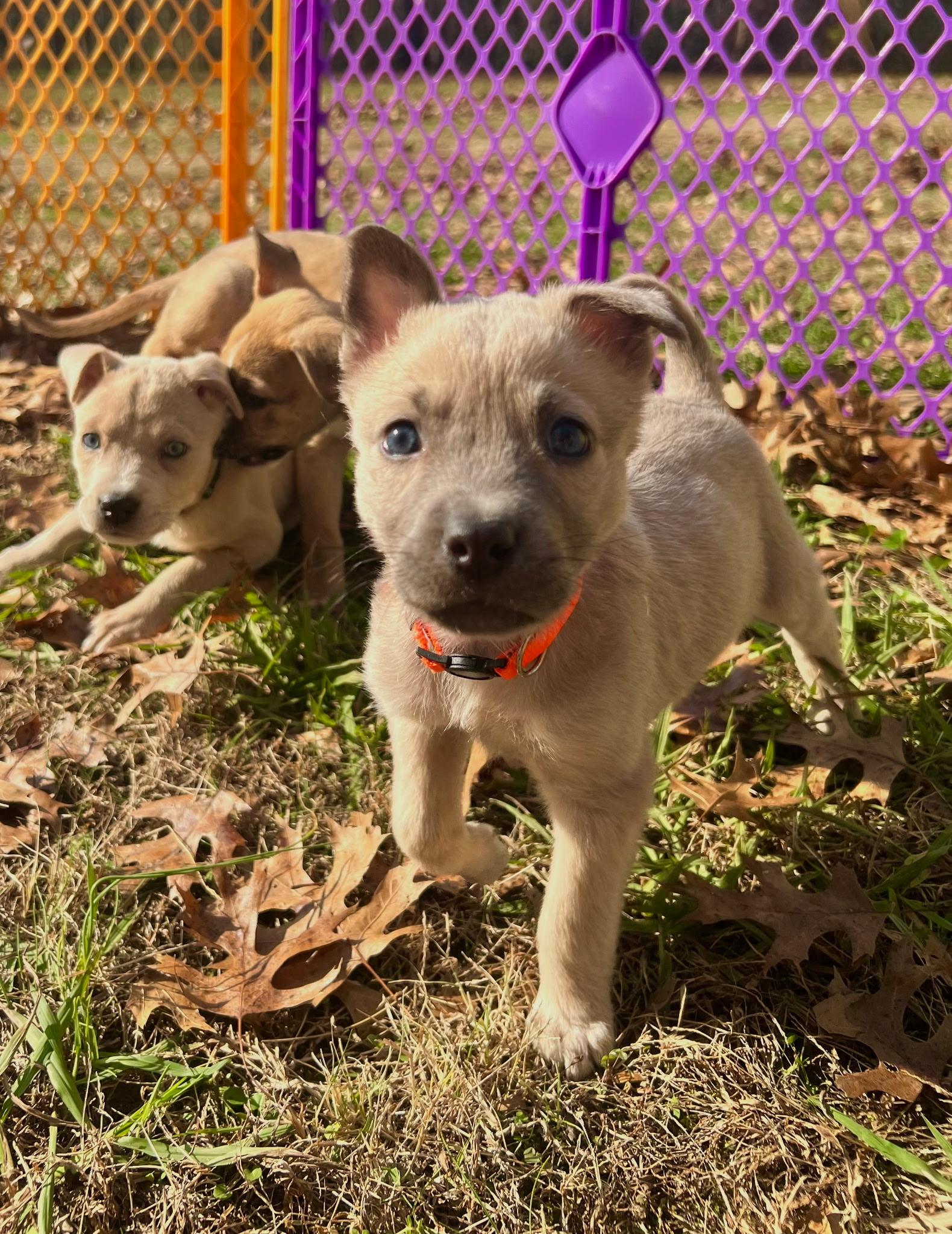Rooster Hannigan, a Adoptable mixed breed in Spring hill, TN image 3/6