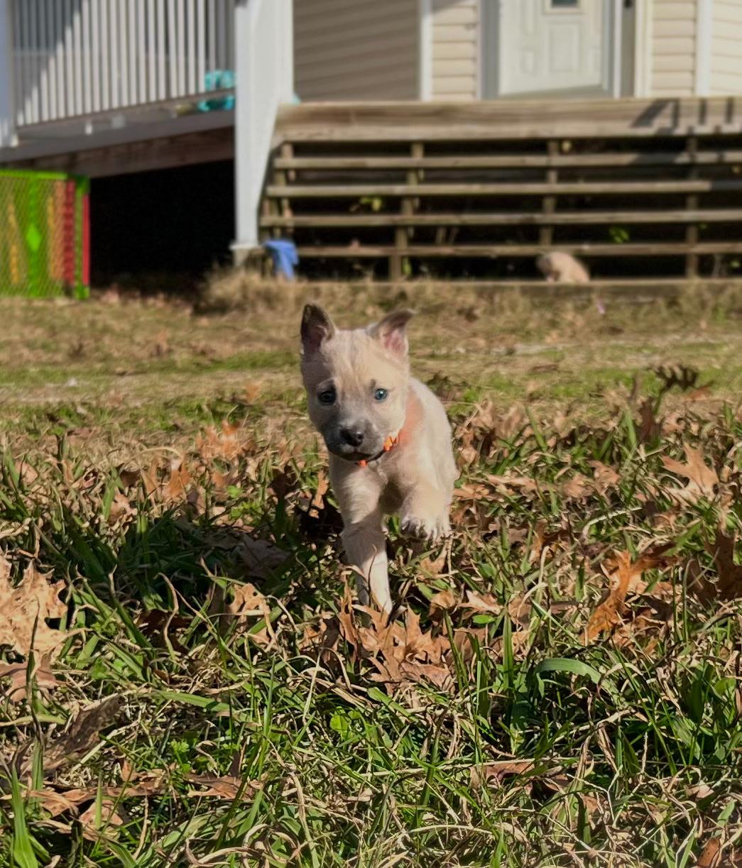 Rooster Hannigan, a Adoptable mixed breed in Spring hill, TN image 4/6