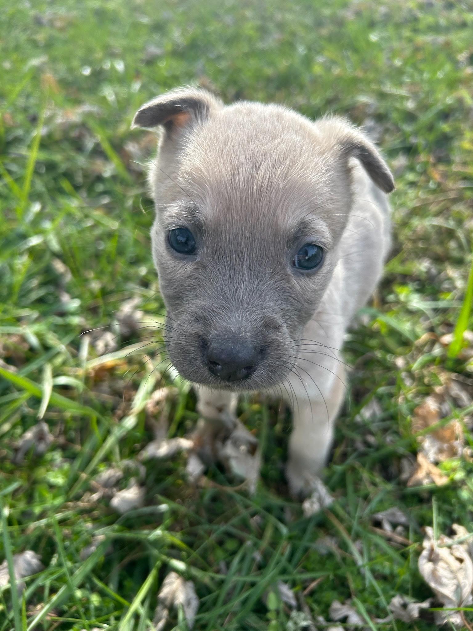 Rooster Hannigan, a Adoptable mixed breed in Spring hill, TN image 2/2