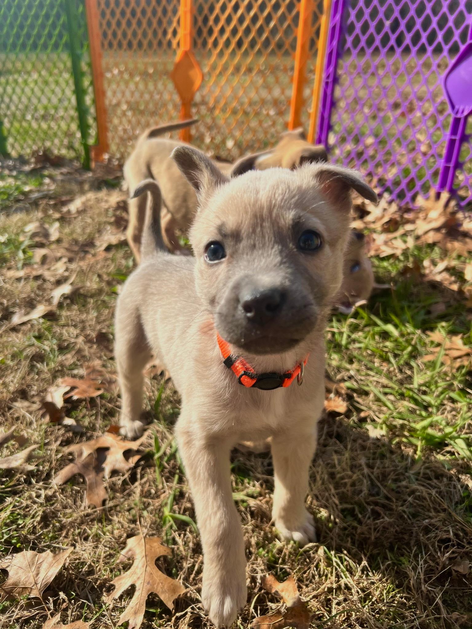 Rooster Hannigan, a Adoptable mixed breed in Spring hill, TN image 6/6