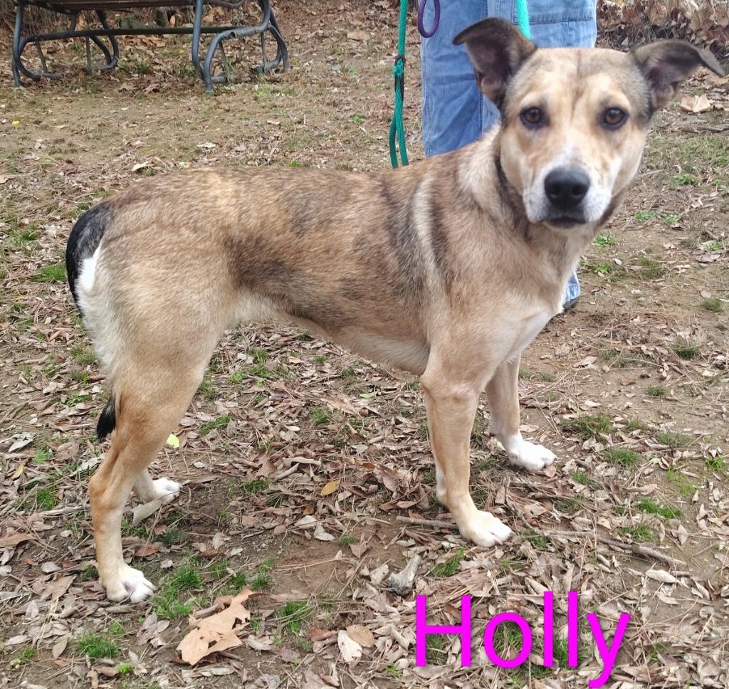 Enlarge Holly, a Adoptable mixed breed in Mena, AR image 1/1