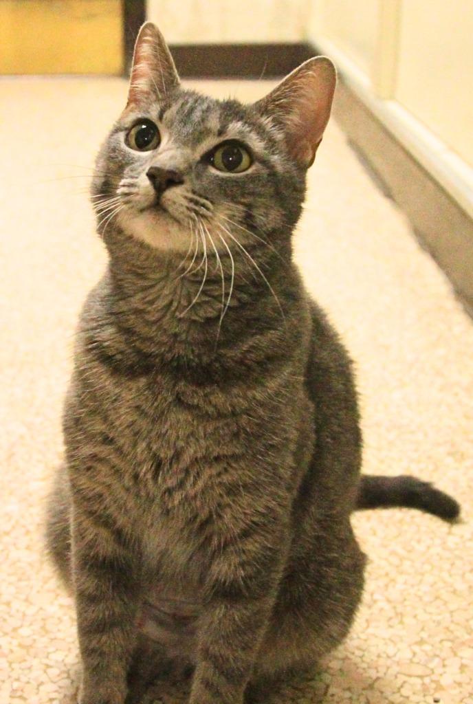 Silver, Adoptable, Young Female Domestic Short Hair.