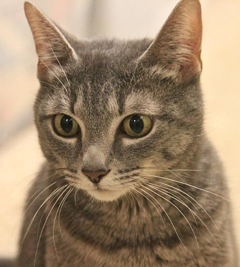 Enlarge Silver, a Adoptable mixed breed in Utica, MI image 2/3