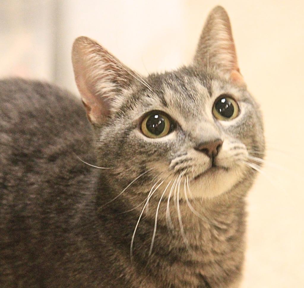 Enlarge Silver, a Adoptable mixed breed in Utica, MI image 3/3