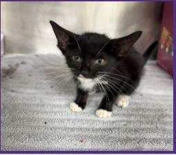 Francine, Adoptable, Kitten Female Domestic Short Hair.