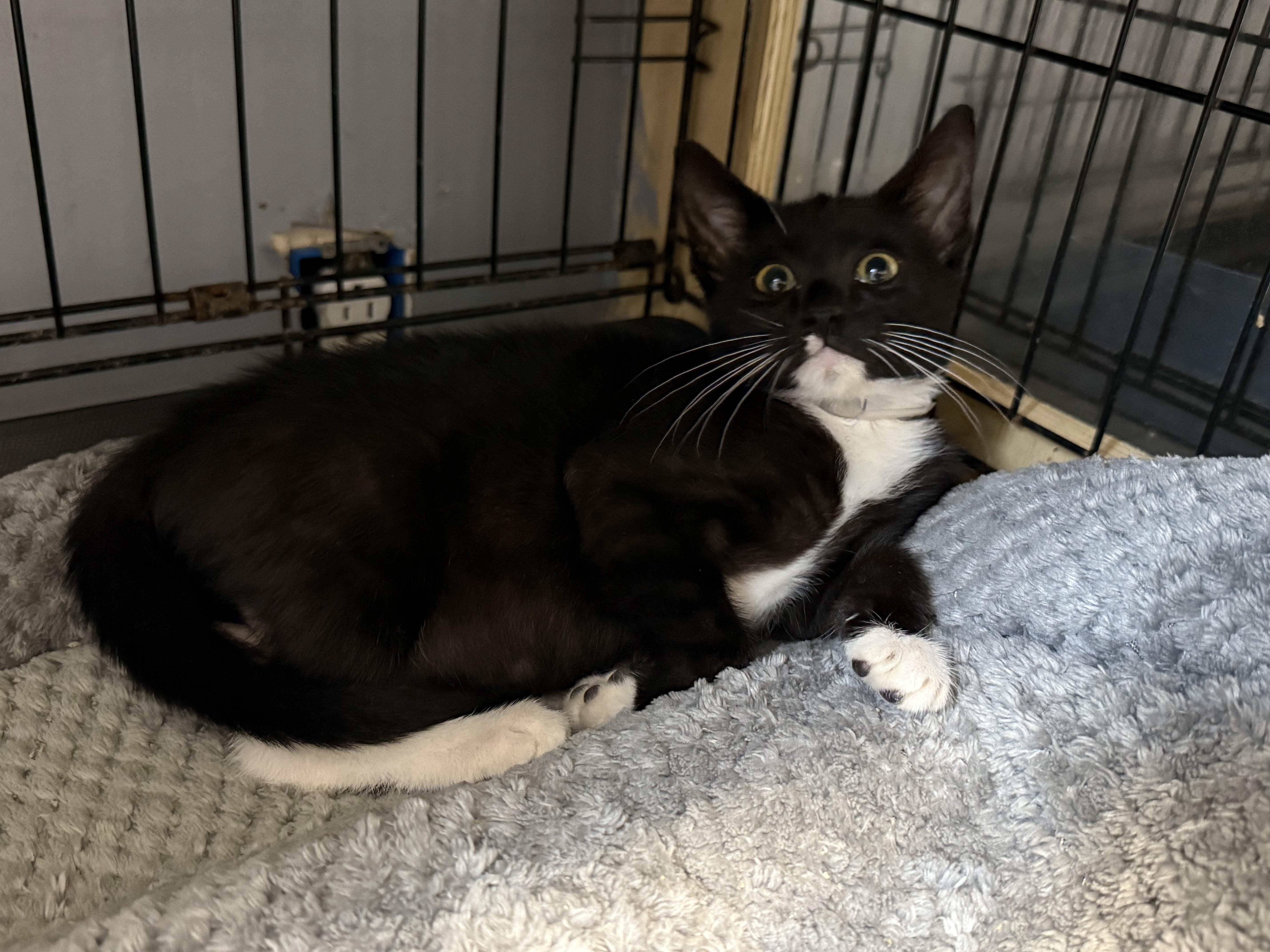 Enlarge Francine, a Adoptable Domestic Short Hair in Houston, TX image 3/4