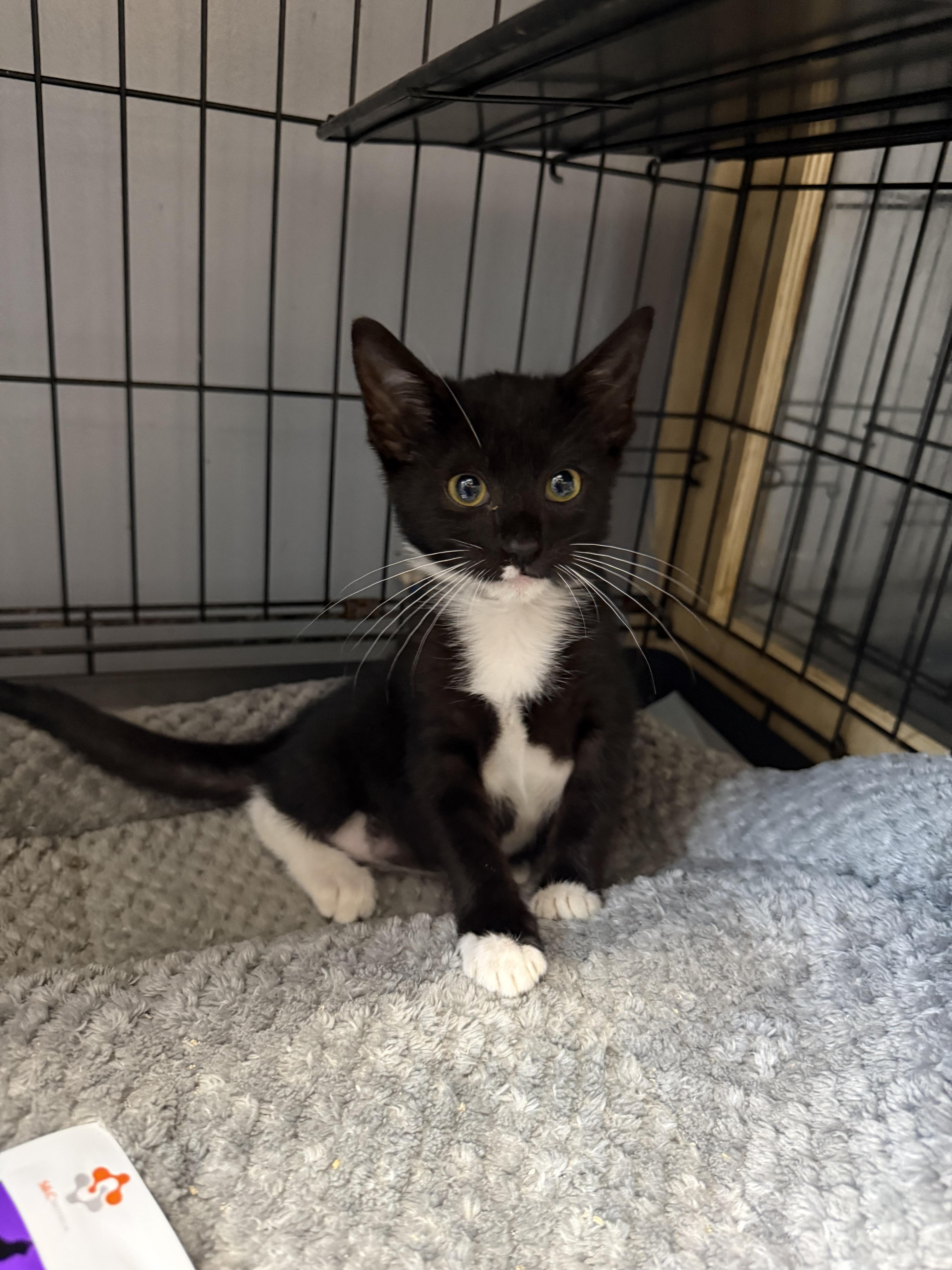 Enlarge Francine, a Adoptable Domestic Short Hair in Houston, TX image 4/4