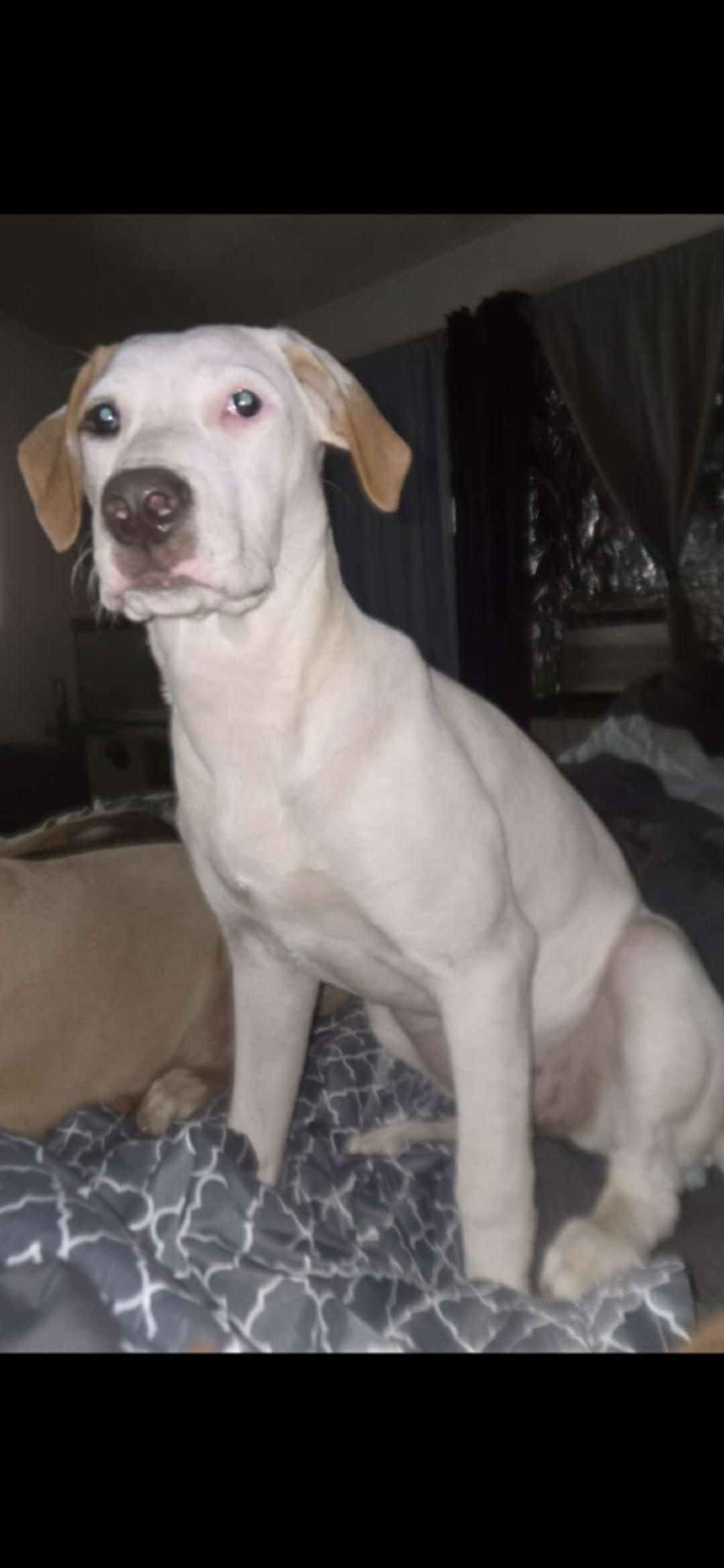 Iris, Adoptable, Young Female Labrador Retriever & Dachshund.