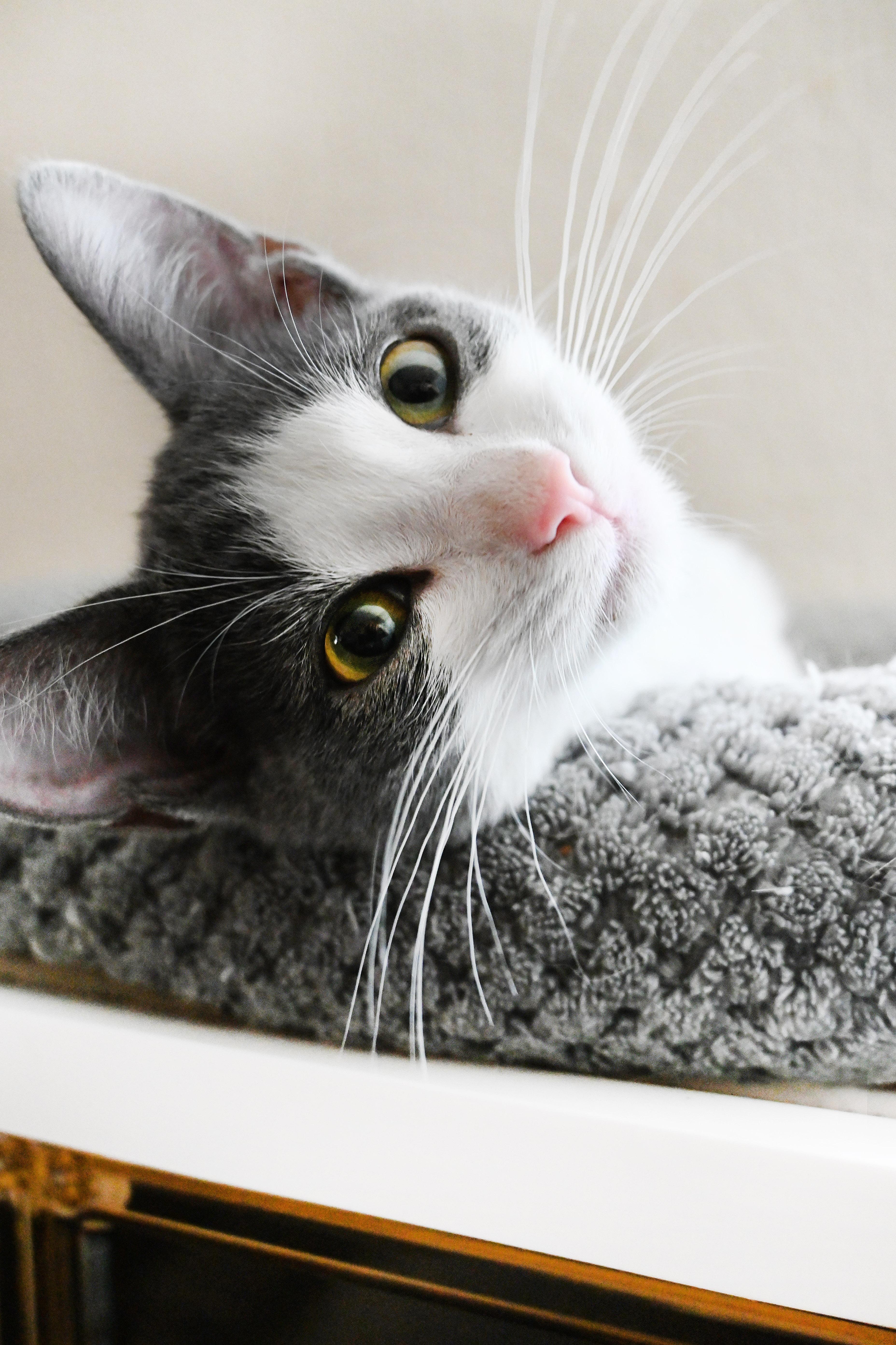 Petunia, Adopted, Young Female Domestic Short Hair.