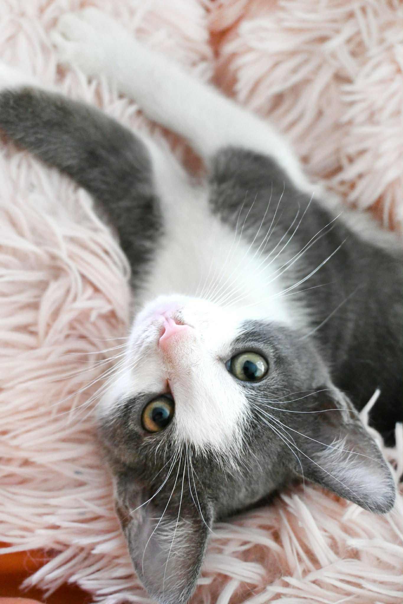 Enlarge Petunia, a Adopted Domestic Short Hair in Orlando, FL image 4/6