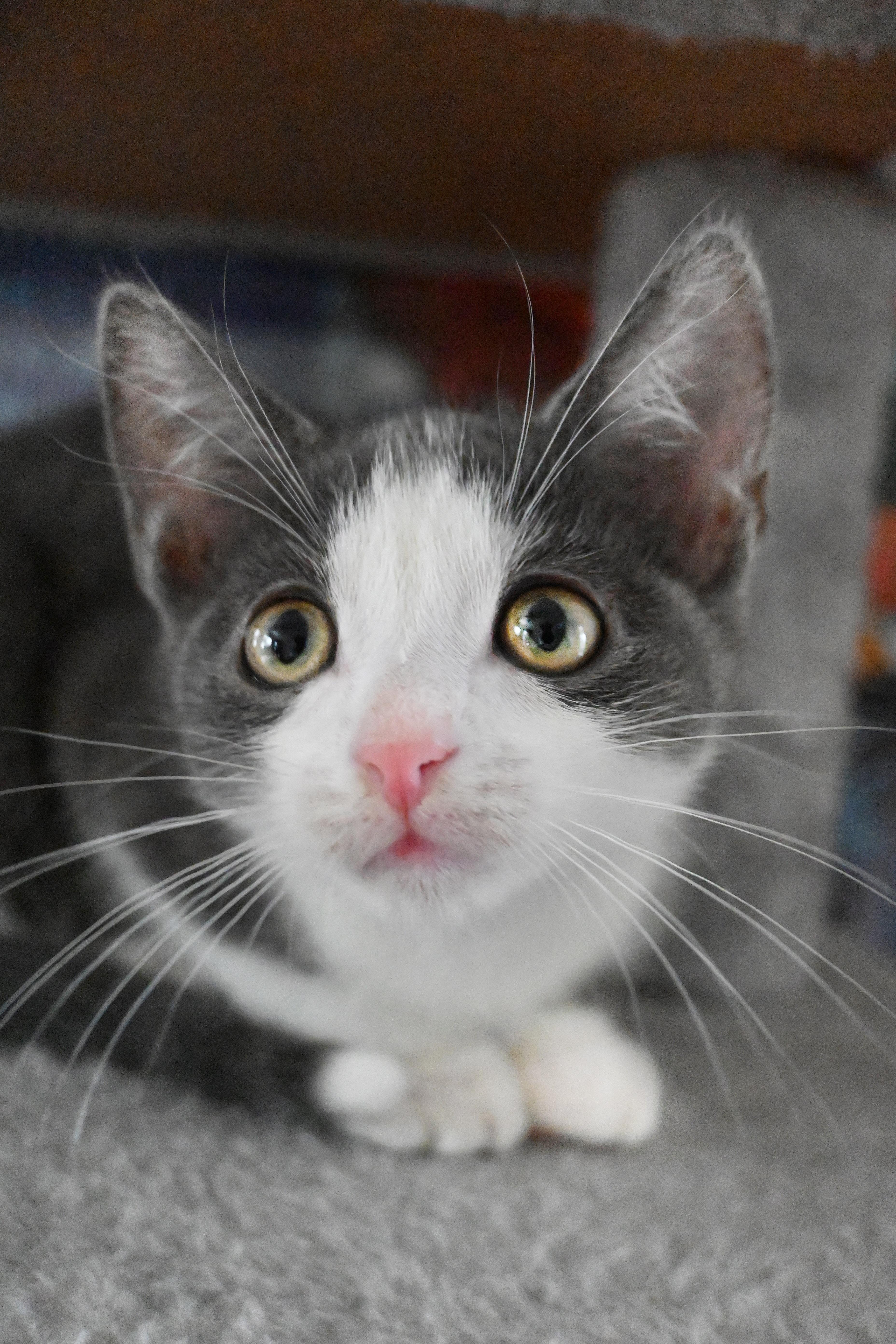 Enlarge Petunia, a Adopted Domestic Short Hair in Orlando, FL image 6/6