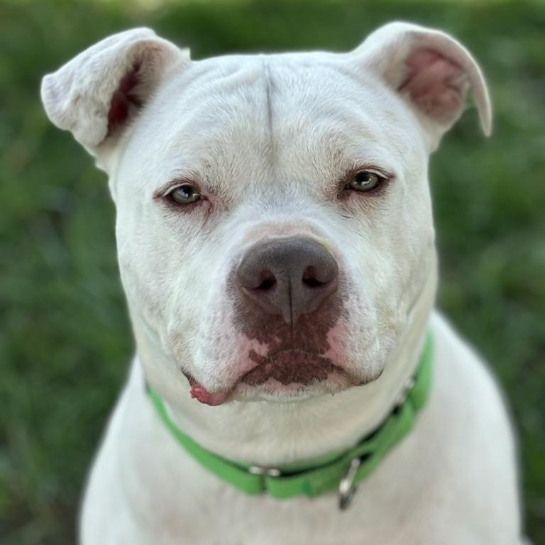 Caesar, a Adoptable American Bulldog in Tioga, PA image 1/12