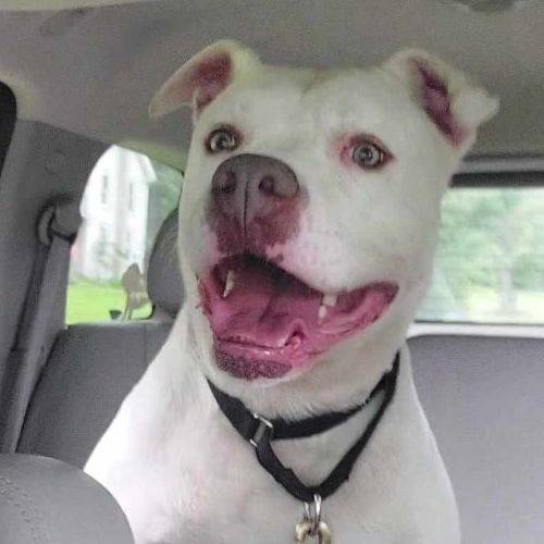 Enlarge Caesar, a Adoptable American Bulldog in Tioga, PA image 10/12
