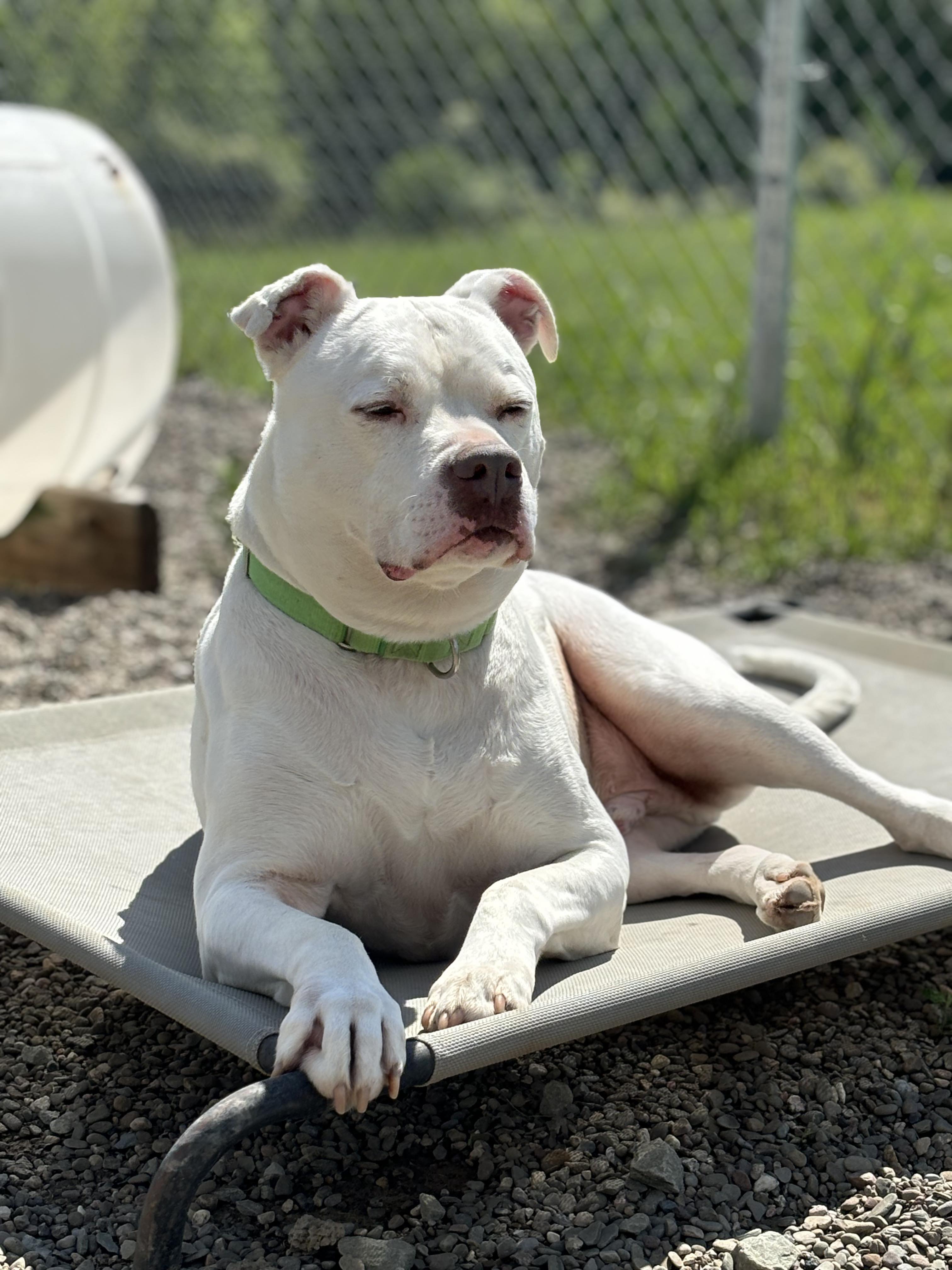 Caesar, a Adoptable American Bulldog in Tioga, PA image 2/12