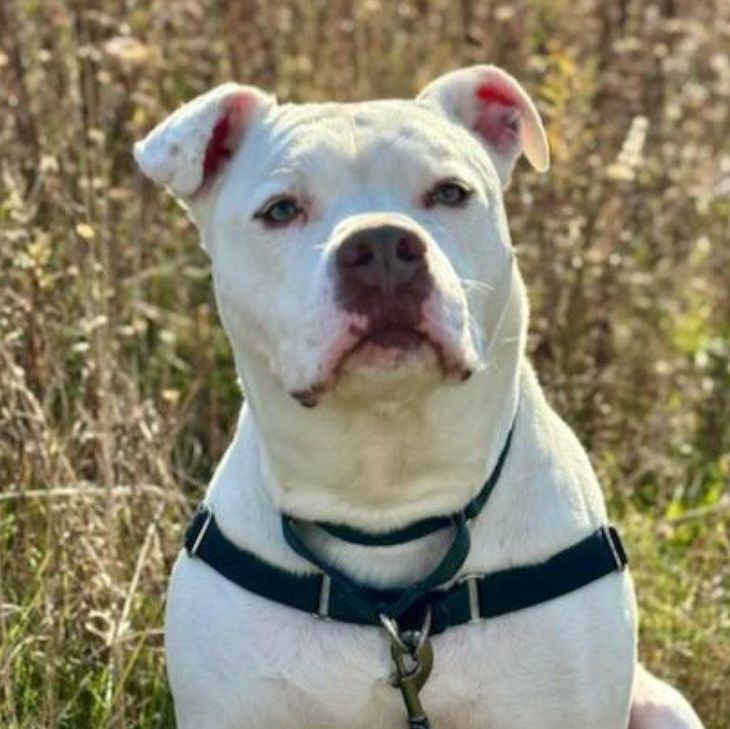 Enlarge Caesar, a Adoptable American Bulldog in Tioga, PA image 11/12