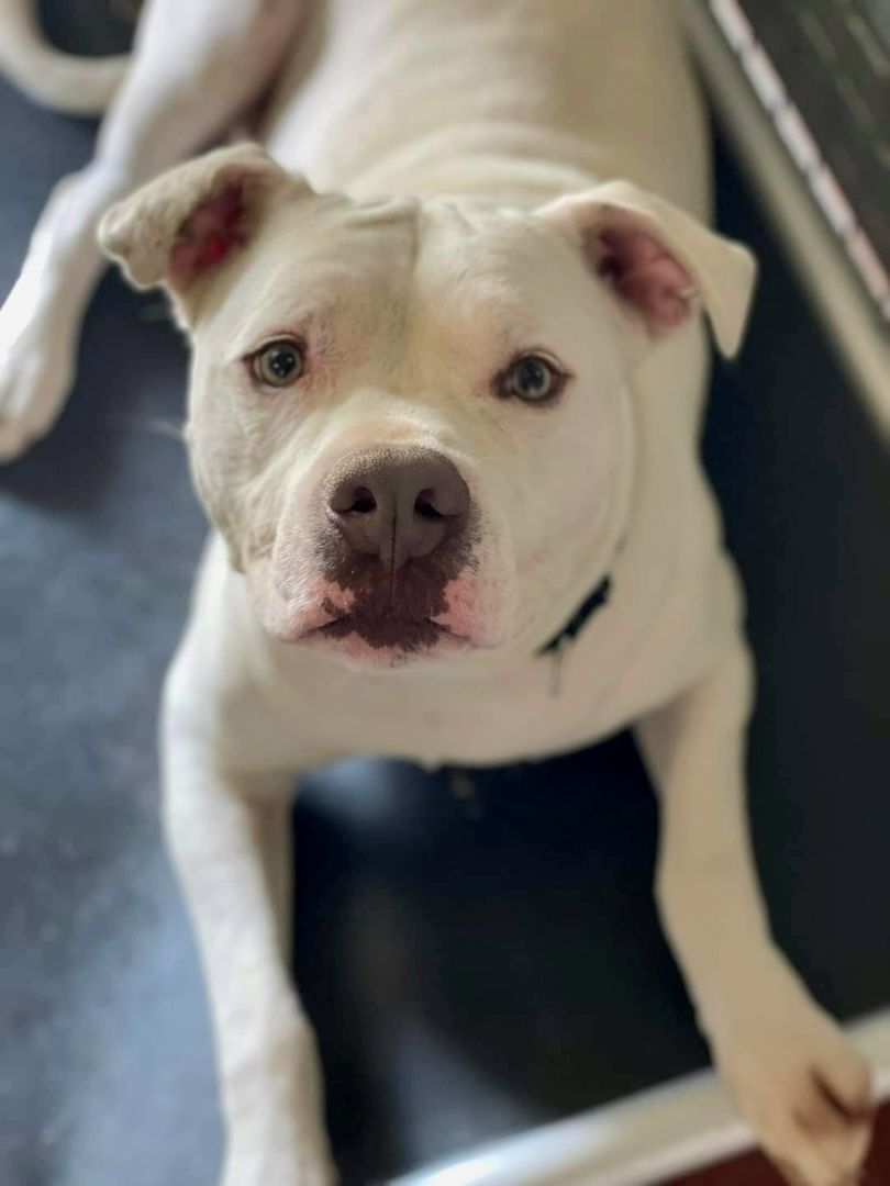 Enlarge Caesar, a Adoptable American Bulldog in Tioga, PA image 12/12