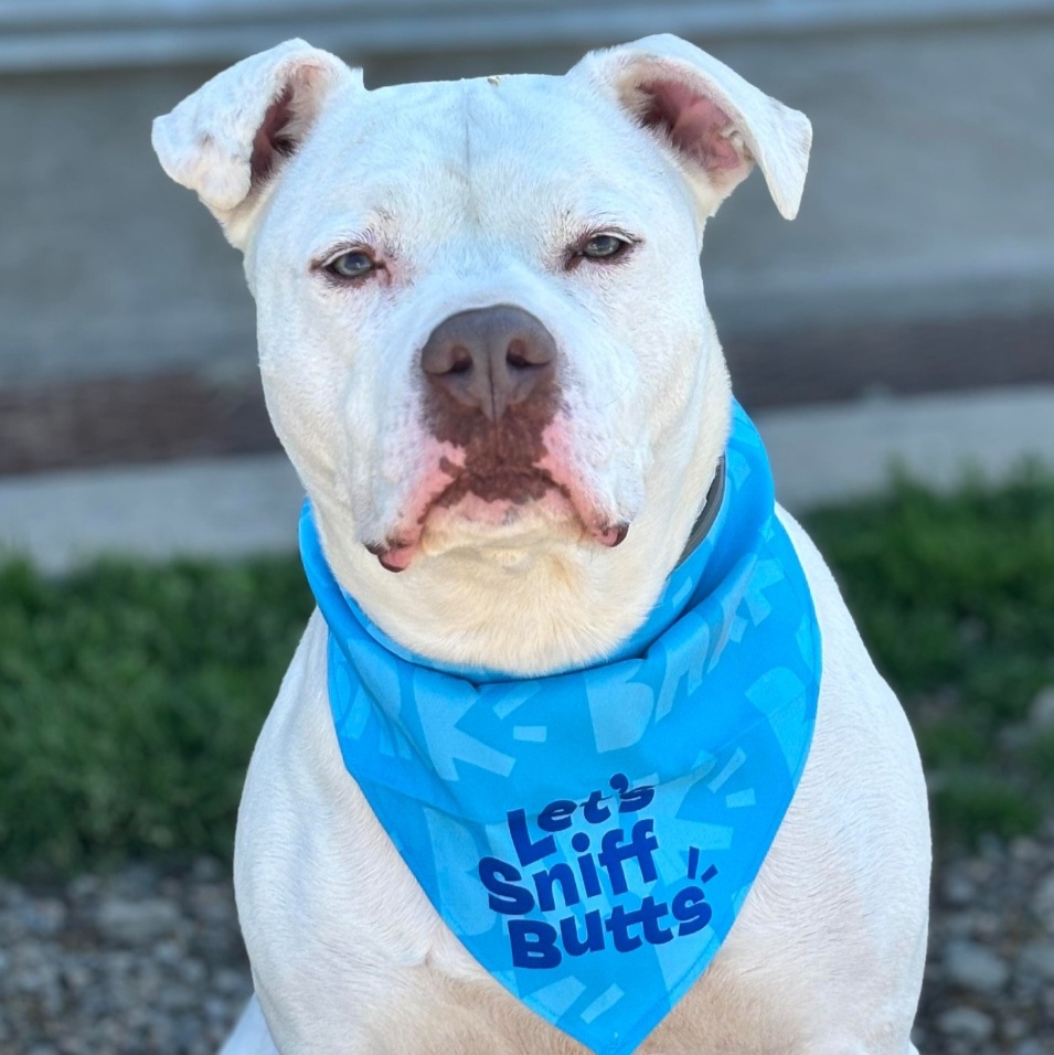 Enlarge Caesar, a Adoptable American Bulldog in Tioga, PA image 9/12