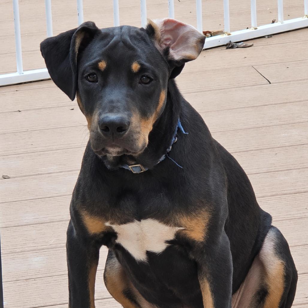 Enlarge Murphy, a Adoptable mixed breed in Rogersville, MO image 2/4
