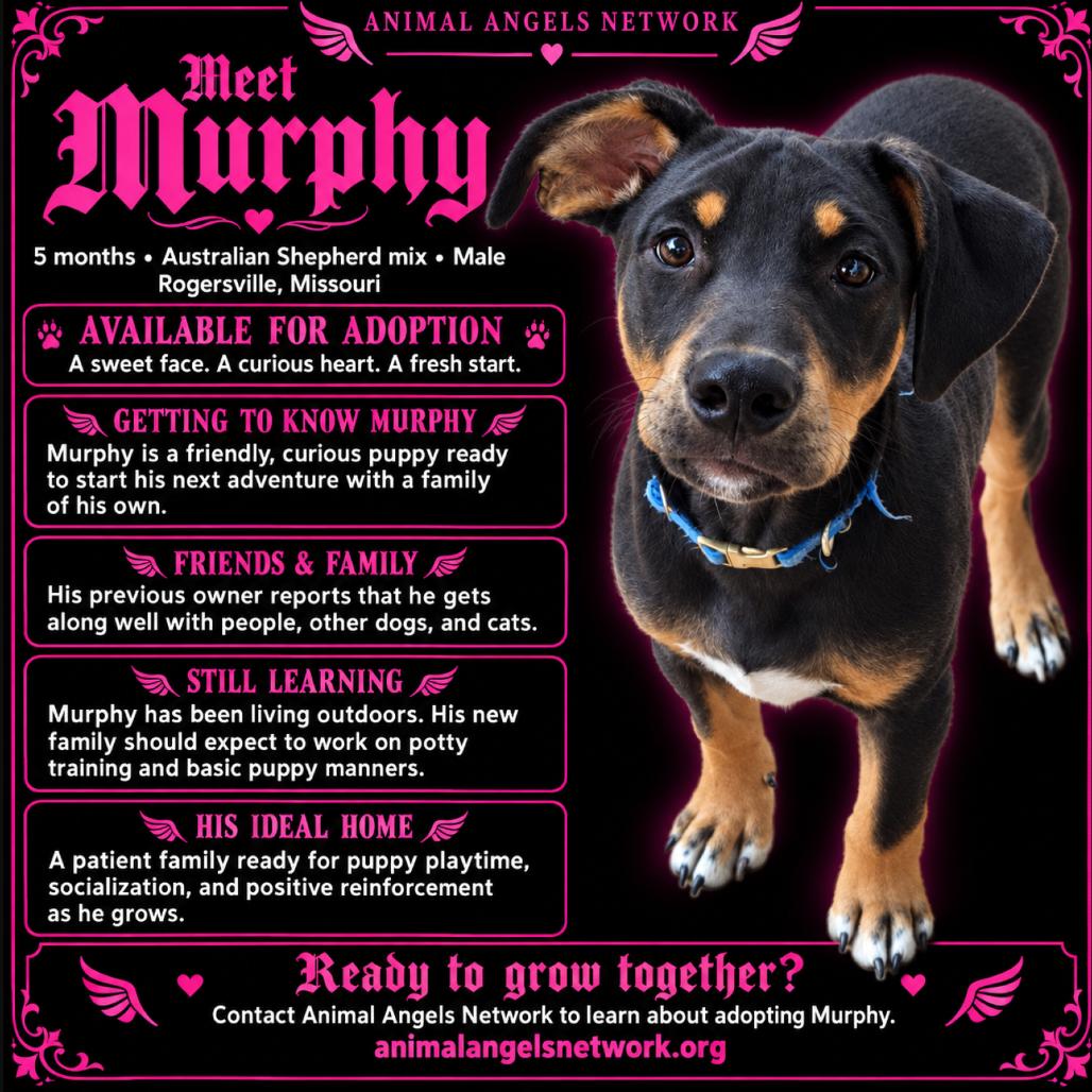 Murphy, Adoptable, Puppy Male Pit Bull Terrier & Australian Shepherd.