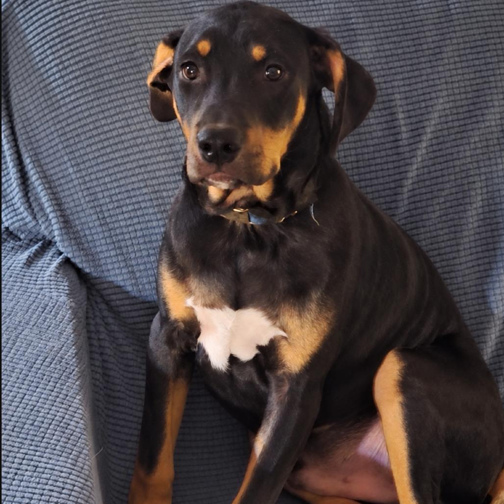 Enlarge Murphy, a Adoptable mixed breed in Rogersville, MO image 3/4