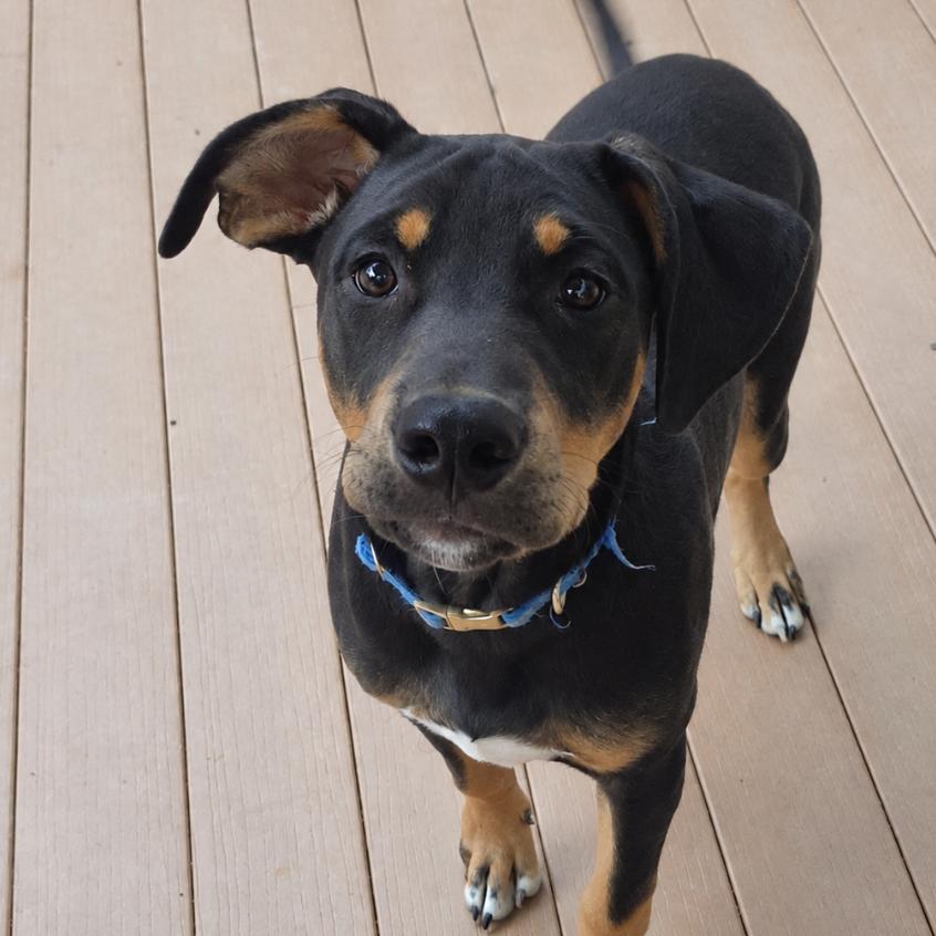 Enlarge Murphy, a Adoptable mixed breed in Rogersville, MO image 4/4