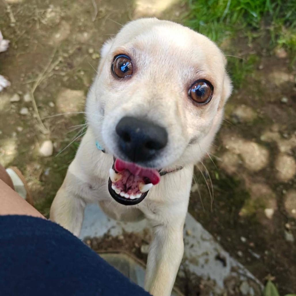 Todd, ADOPTABLE, Adult Male Chihuahua.