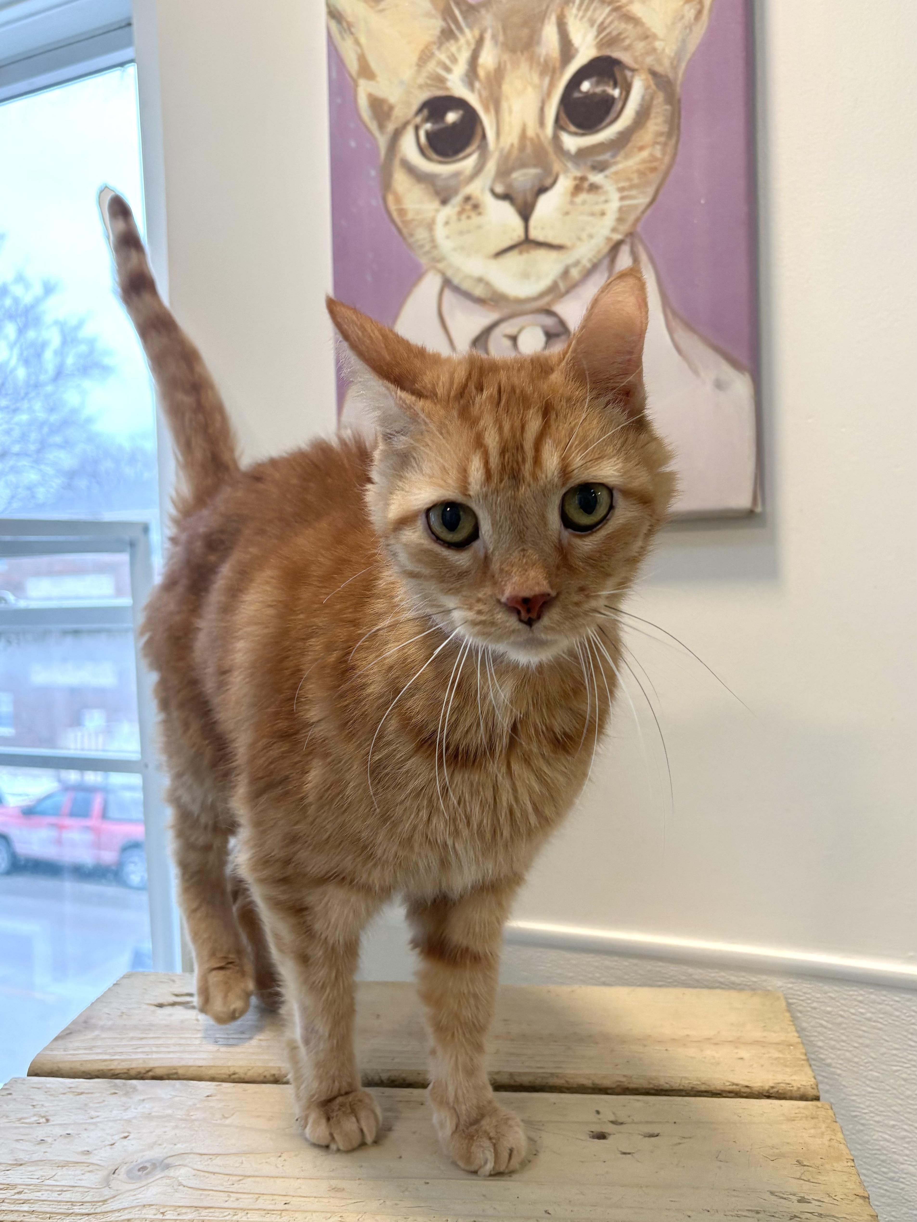 Enlarge Thumper, a Adoptable Domestic Short Hair in Chicago, IL image 1/3