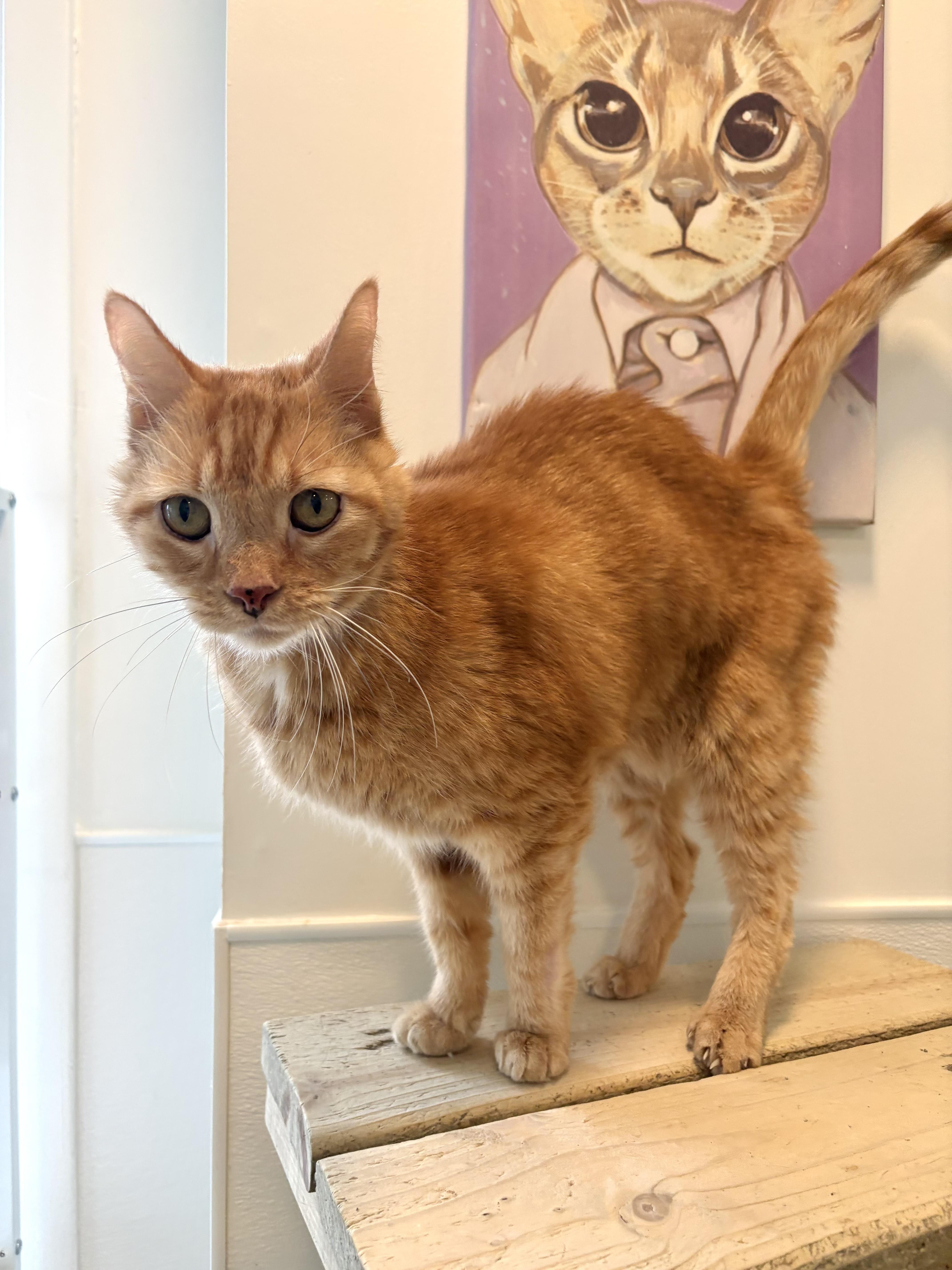 Enlarge Thumper, a Adoptable Domestic Short Hair in Chicago, IL image 3/3