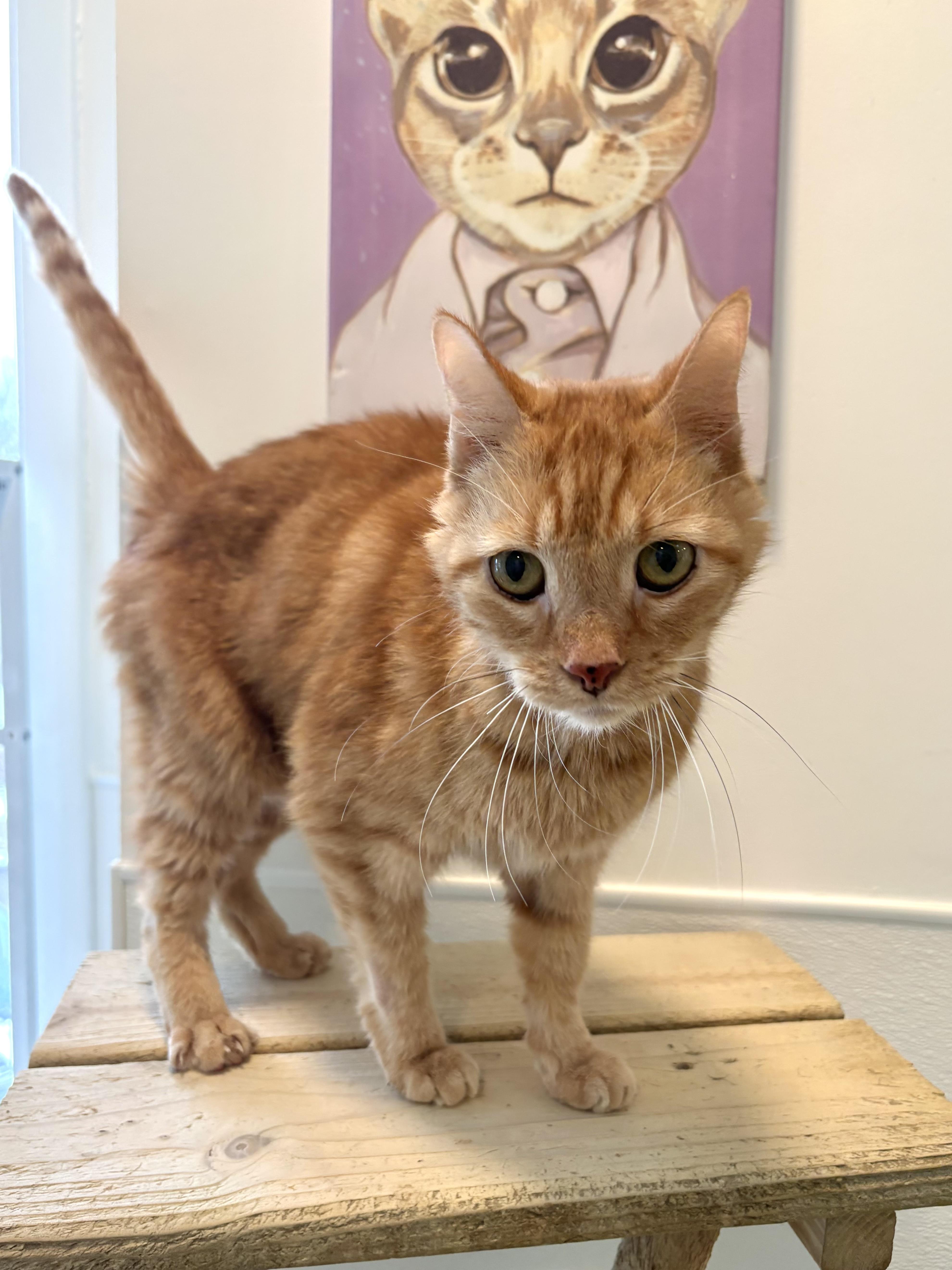 Enlarge Thumper, a Adoptable Domestic Short Hair in Chicago, IL image 2/3