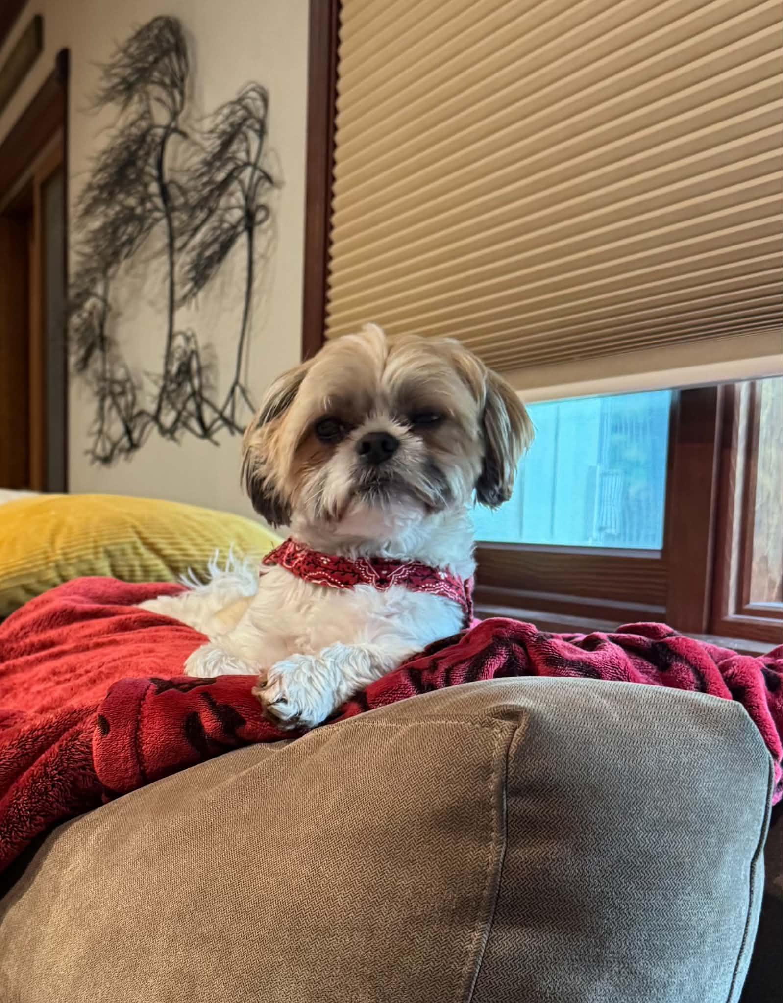 MACK, a ADOPTABLE mixed breed in Eden Prairie, MN image 3/3