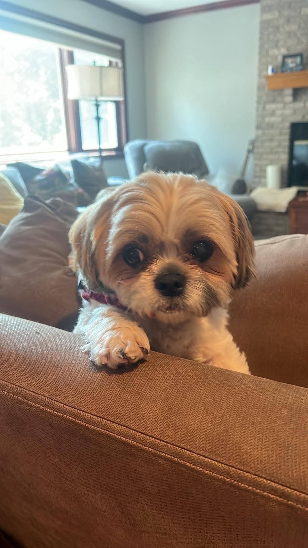 MACK, ADOPTABLE, Adult Male Shih Tzu & Bichon Frise.