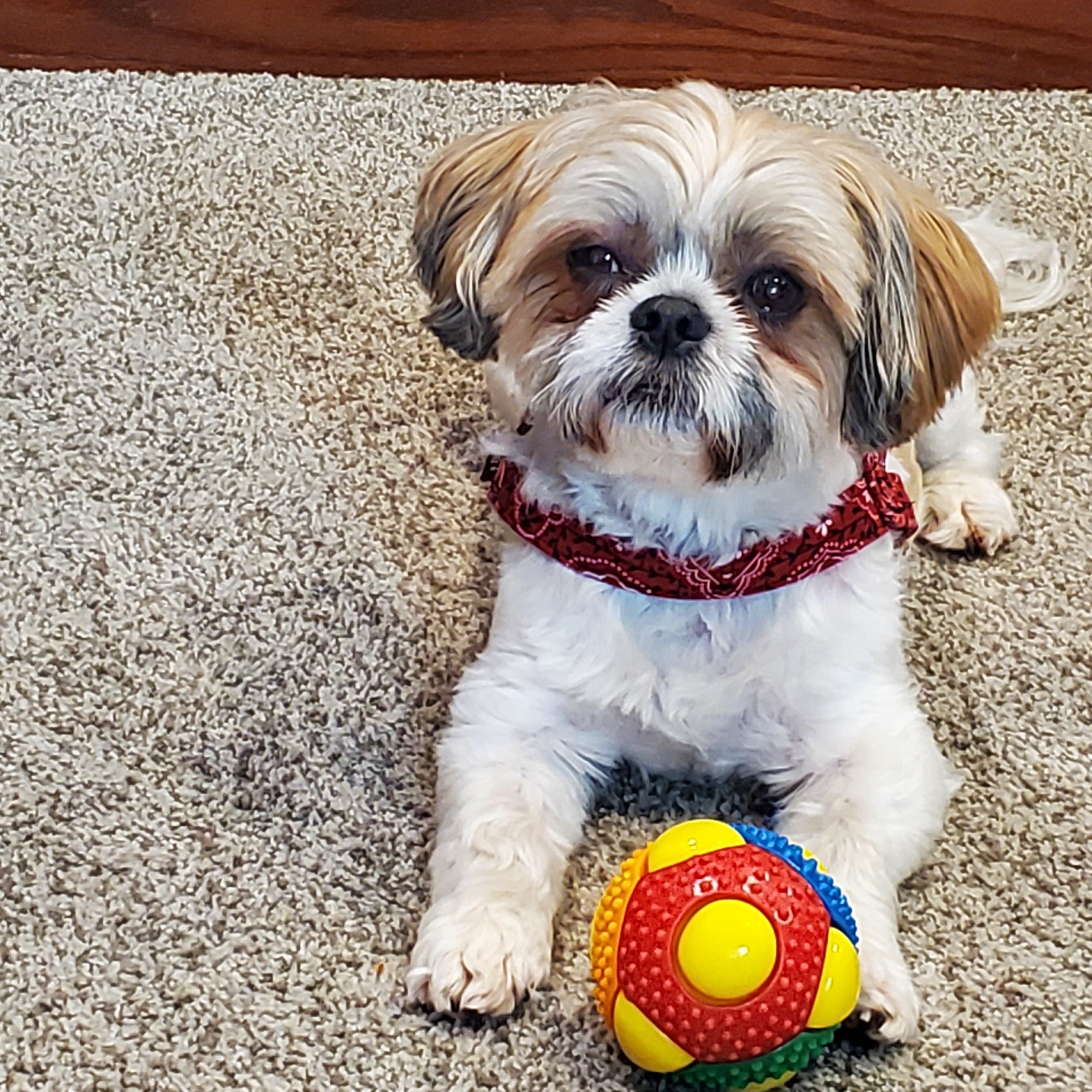 MACK, a ADOPTABLE mixed breed in Eden Prairie, MN image 2/3