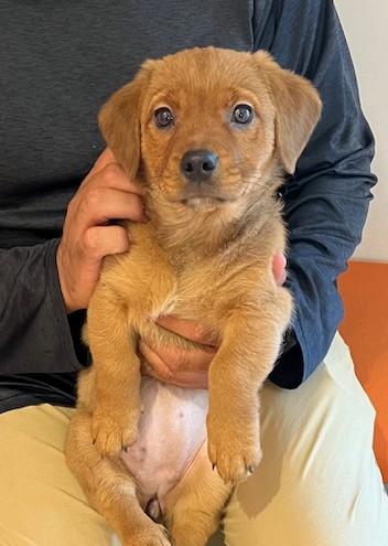 Autumn, adopted, Puppy Female Golden Retriever.
