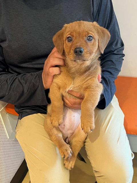 Autumn, an adopted mixed breed in Palm City, FL image 2/2