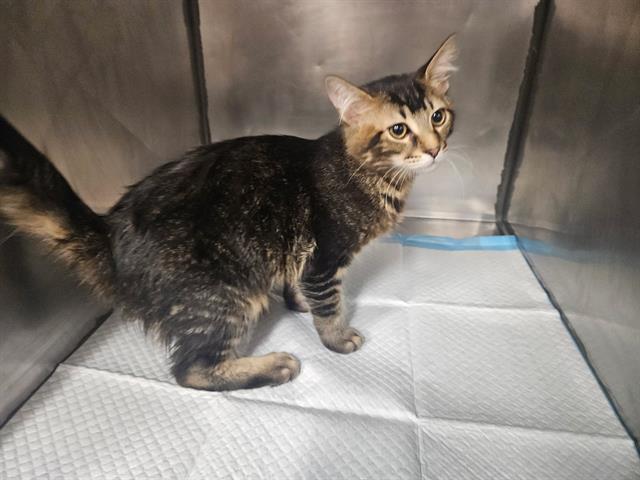 FLUFFERS, Adoptable, Kitten Male Domestic Medium Hair.