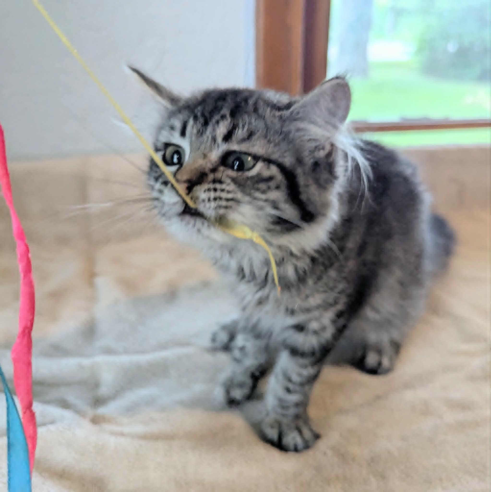 Gigi, a ADOPTABLE Domestic Long Hair in Little Falls, MN image 5/6